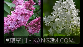 丁香花瓣v1.9截图