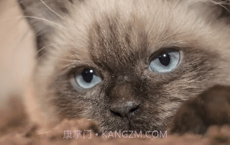 宠物领养互助v1.0.9截图
