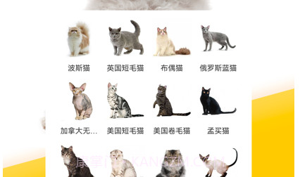有只宠物1.4.5截图