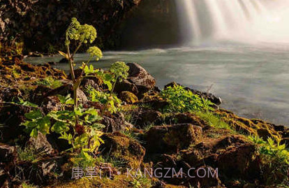 Dog出游V1.0.7截图