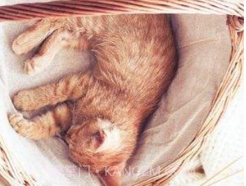 猫咪社区app旧版v1.0.5截图