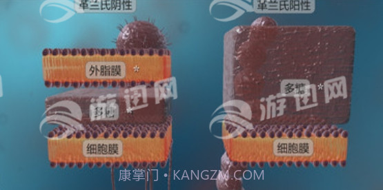 细菌互动教育免费版1.4截图