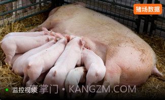 正大猪博士v4.6.13截图