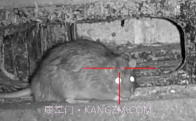 老鼠狙击手v0.6.16截图