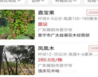 点苗报价v1.0.20截图