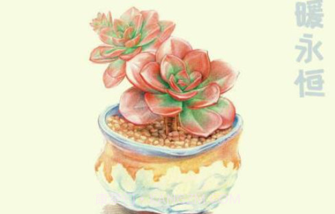 小墨多肉日记记录v1.27截图