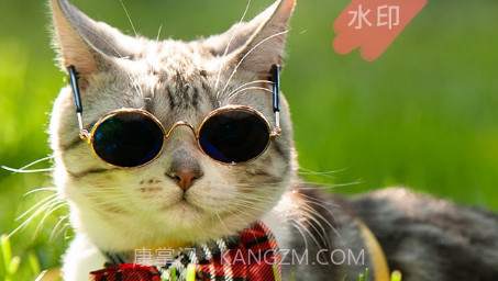 证件照水印专家v2.4.26截图