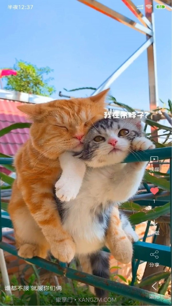 动漫视频壁纸官方截图1