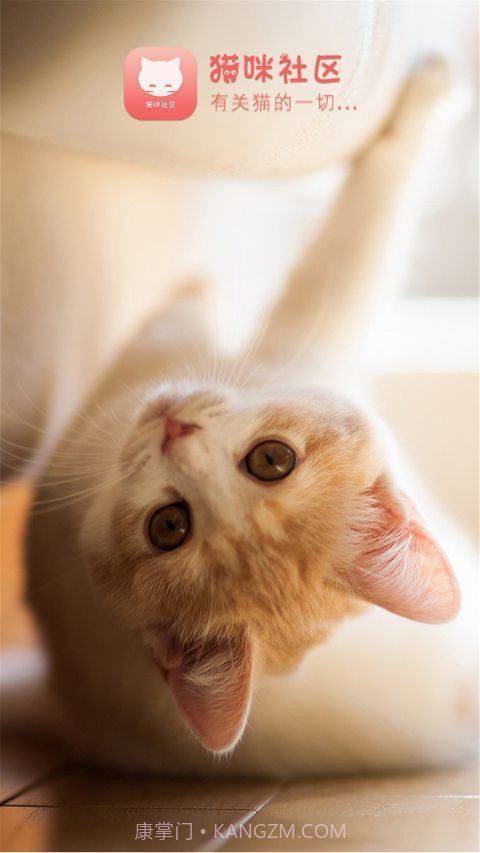 猫咪社区手机版截图3