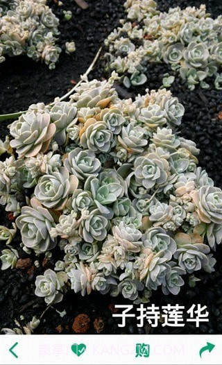 多肉植物截图4 多肉植物截图4