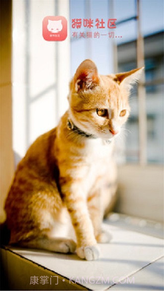 猫咪社区截图2