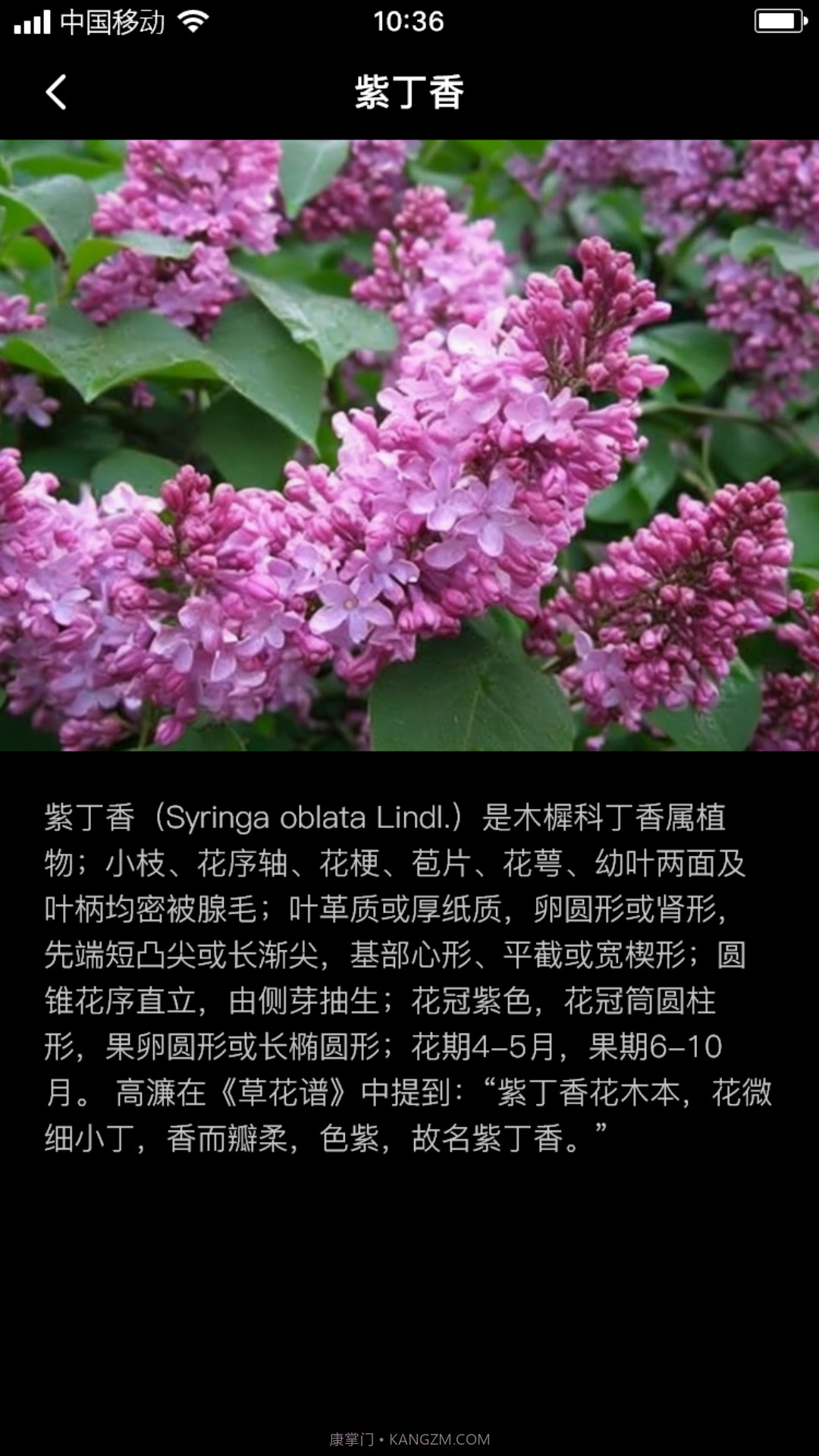 丁香花瓣截图1