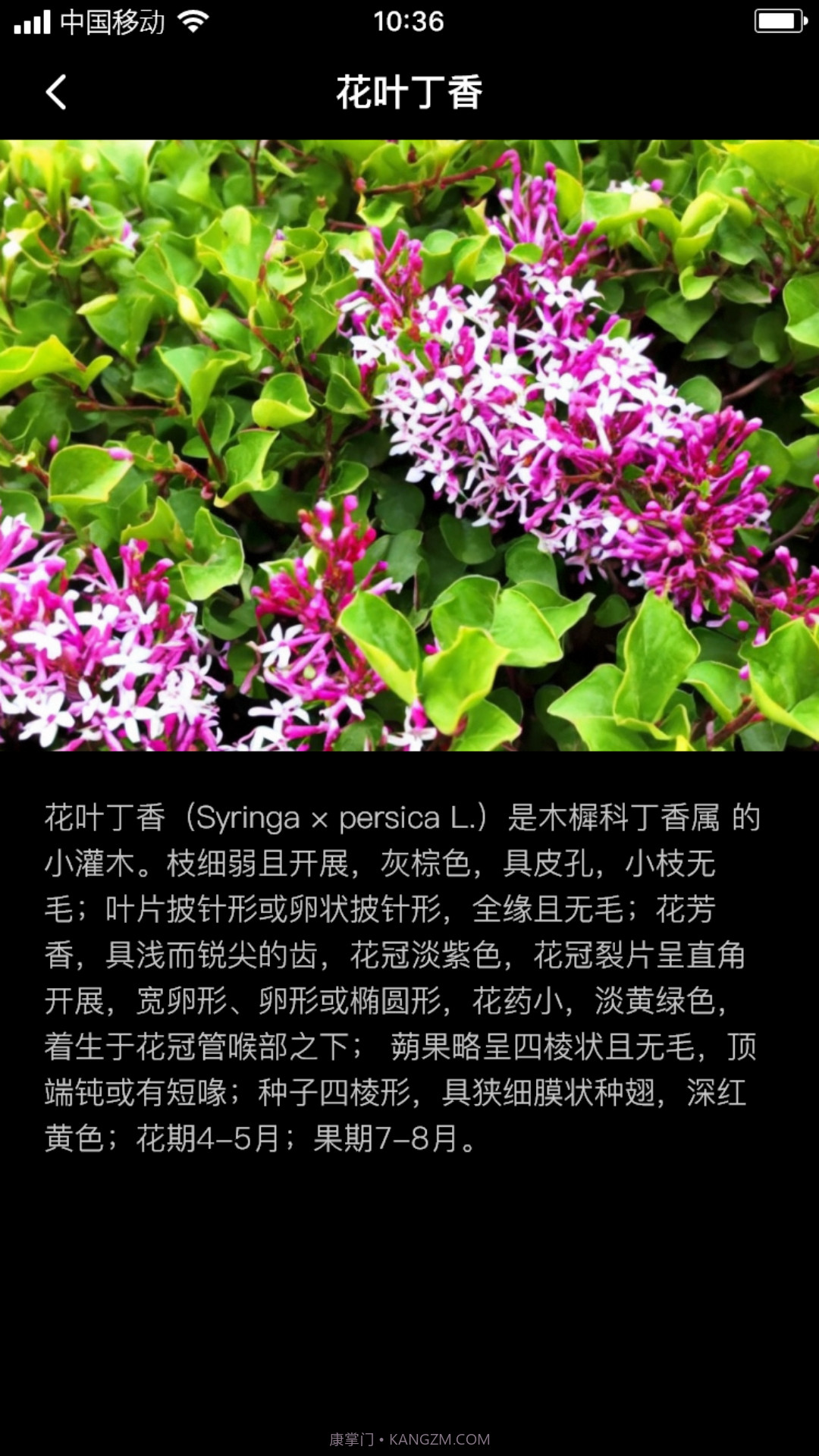 丁香花瓣截图2