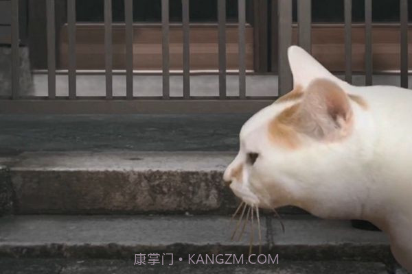 猫的一天怪奇谭(全剧情存档)完整版截图1 猫的一天怪奇谭(全剧情存档)完整版截图1
