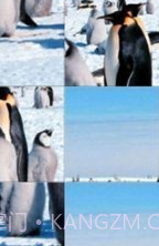 企鹅拼图游戏截图3 企鹅拼图游戏截图3