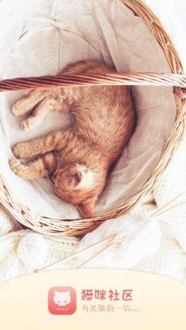 猫咪APP最新版截图1