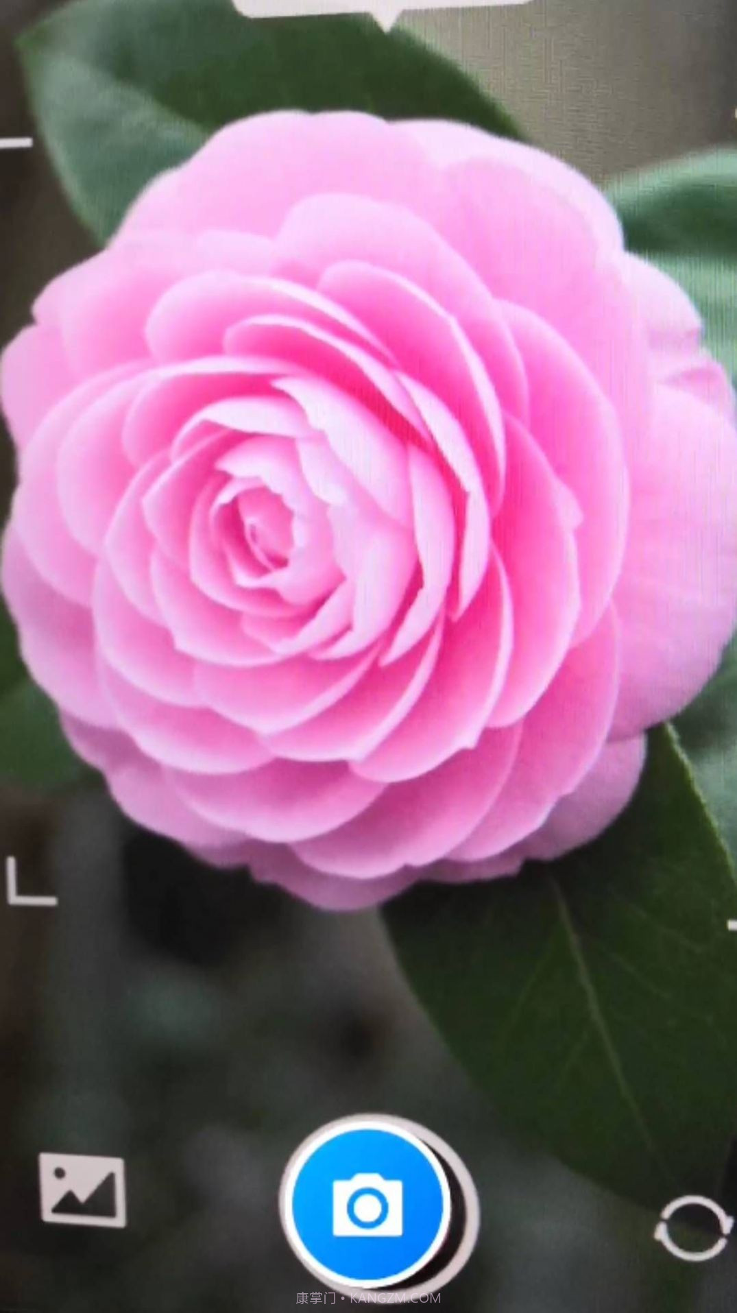 诚宝智能花卉识别截图3