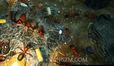 地下蚁国截图3 地下蚁国截图3