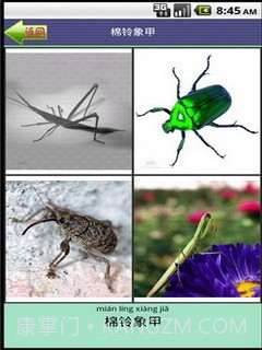 看图识字昆虫篇截图5 看图识字昆虫篇截图5