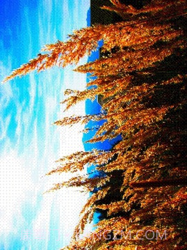 8位风格照片工坊8Bit Photo截图7 8位风格照片工坊8Bit Photo截图7