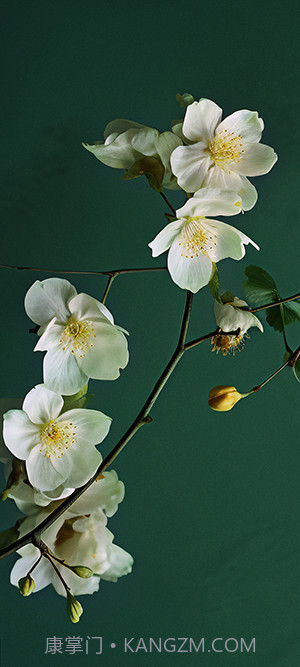 小米澎湃OS主题软件截图1 小米澎湃OS主题软件截图1