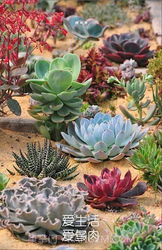 多肉植物软件截图2