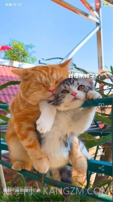 安果视频壁纸截图1 安果视频壁纸截图1